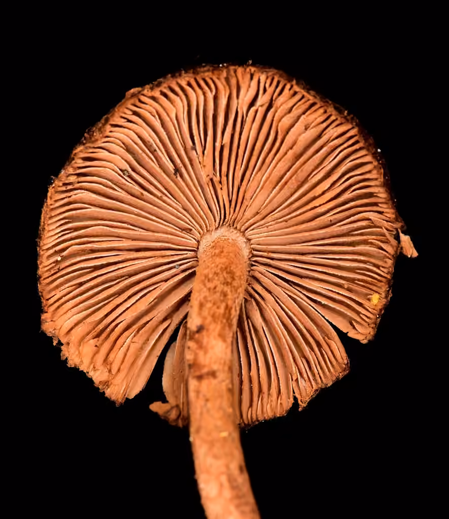 Inocybe à spores stellées, photo 3 sur 5