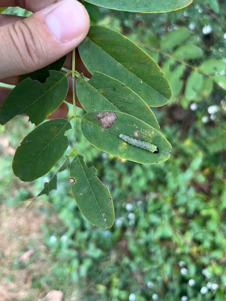 Locust Leafroller Moth, Chenille
