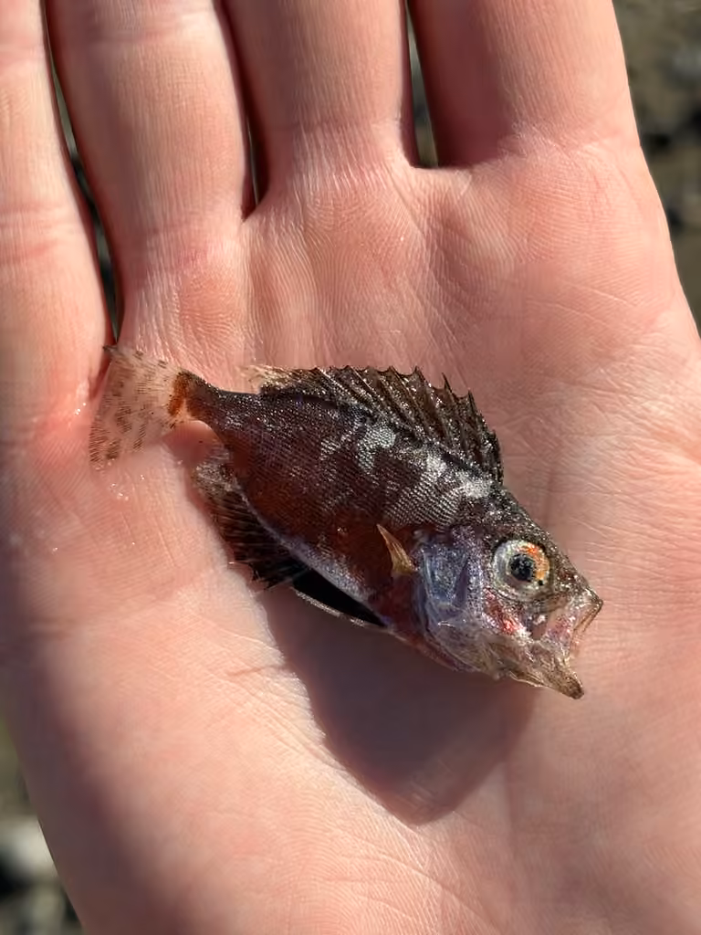 Glasseye, Juvenile