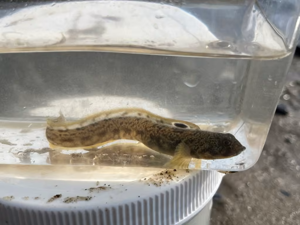 Ocean Pout, Juvenile