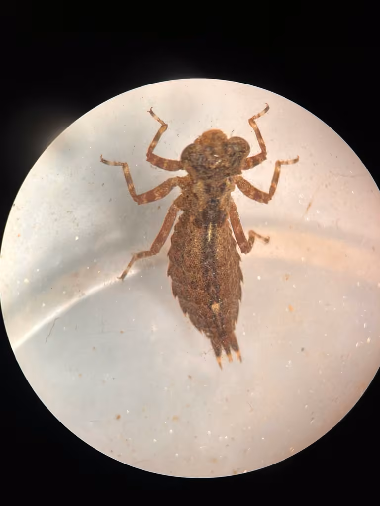 Aeschne Vineuse, Nymphe