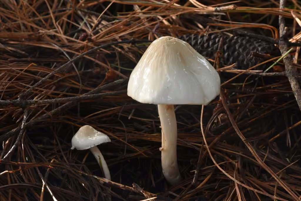 Dripping Slimecap, photo 2 of 5