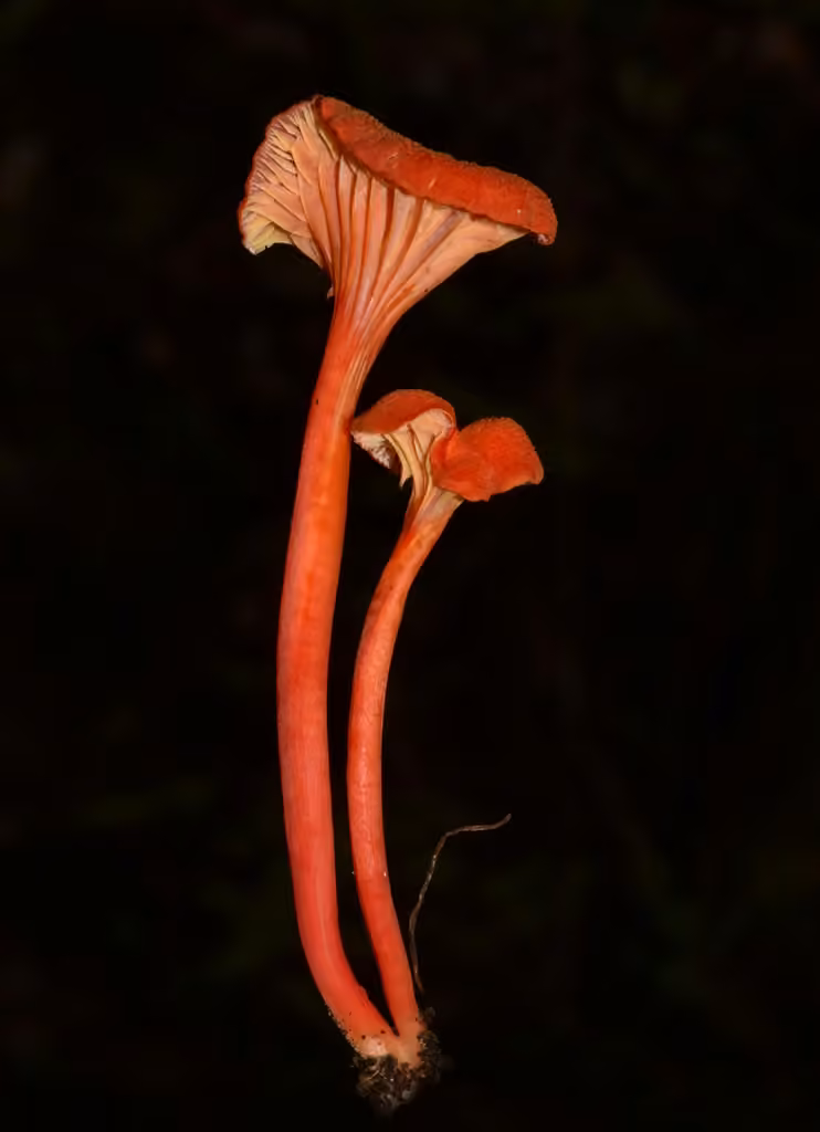 Hygrophore chanterelle, photo 3 sur 5
