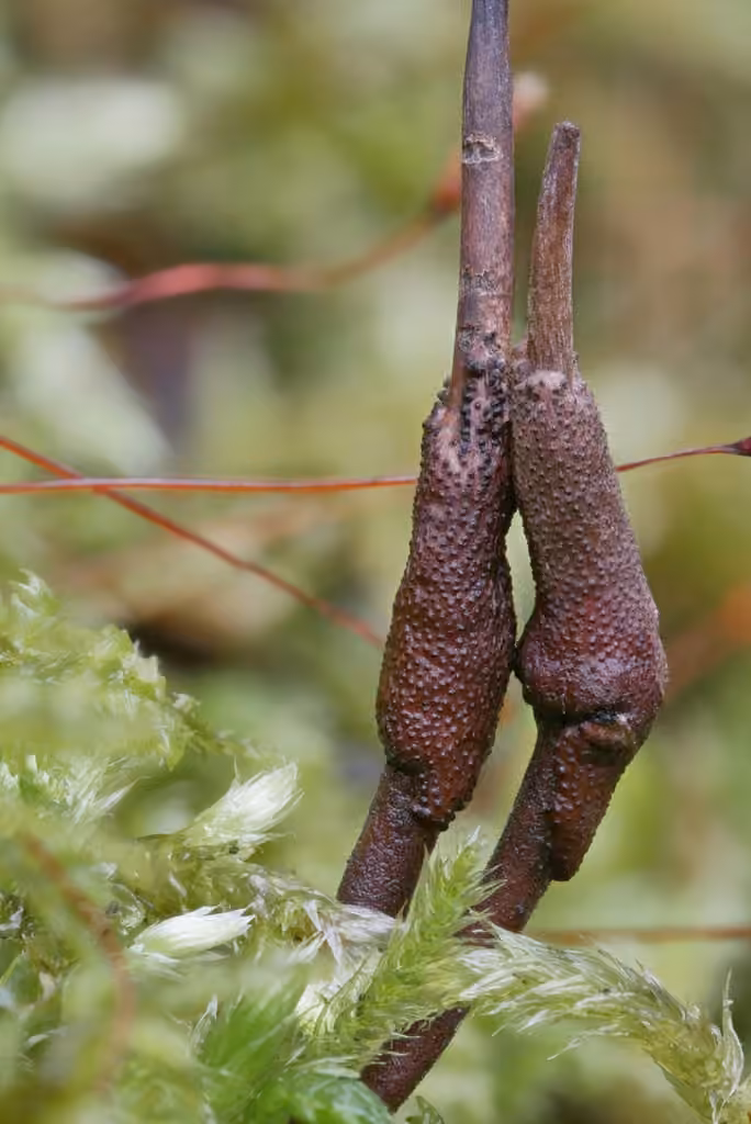 Ophiocordyceps stylophora, photo 2 sur 5