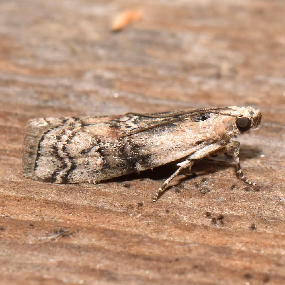 Viburnum Glyptocera Moth, Adulte