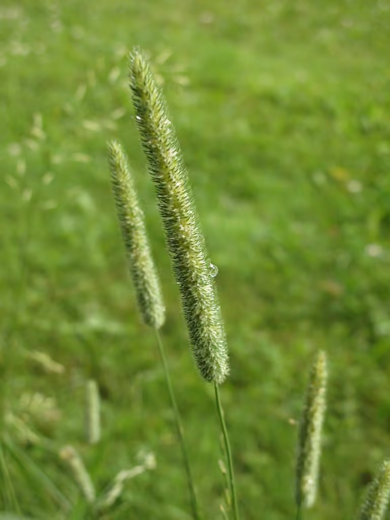Fléole des prés