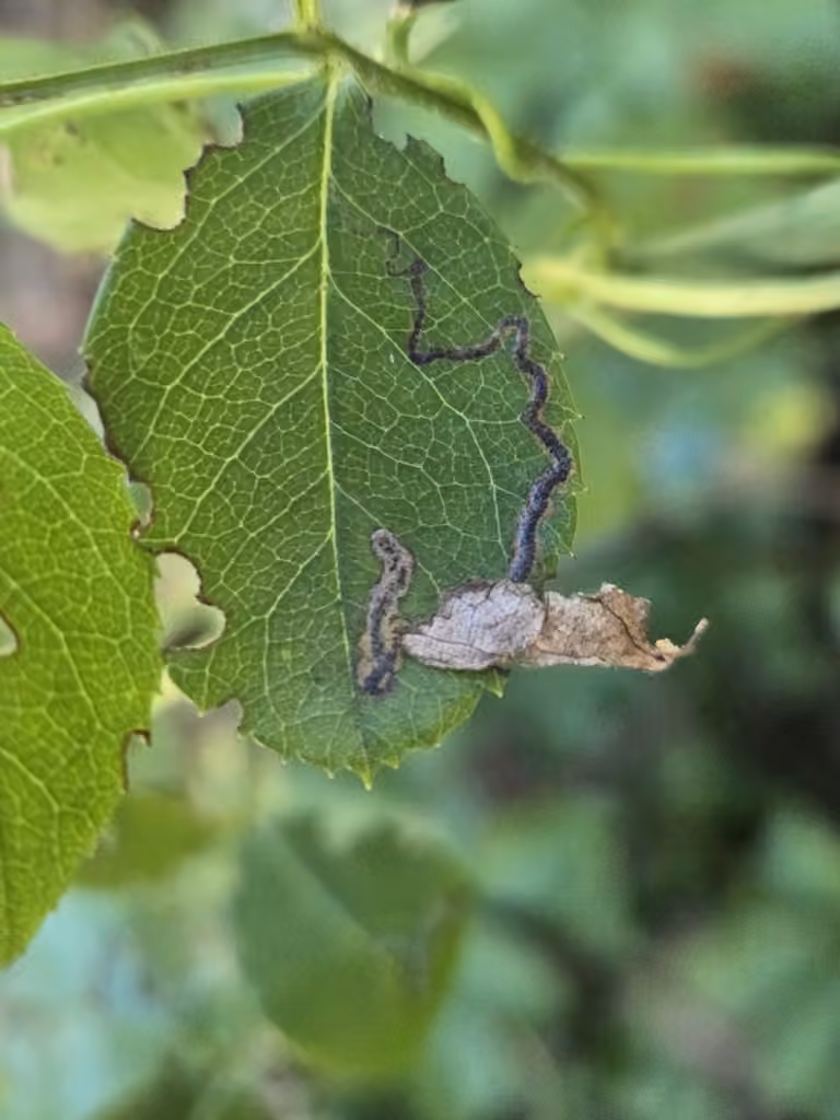 Stigmella rosaefoliella, Caterpillar