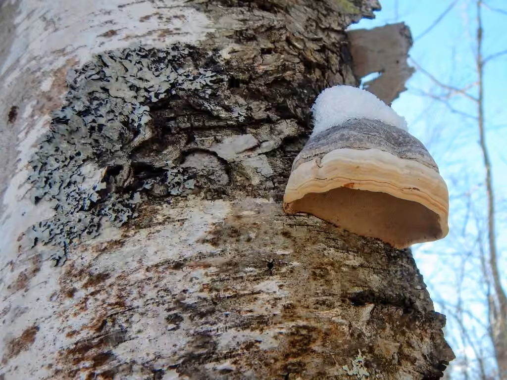 Tinder Polypore, photo 3 sur 5