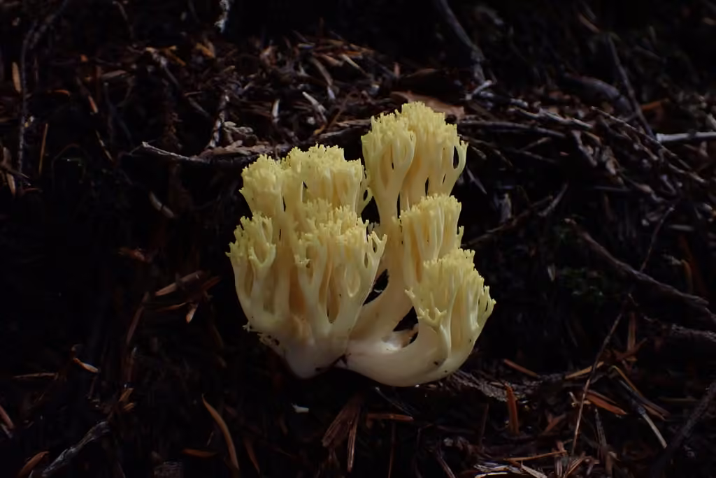 Ramaria cystidiophora, photo 3 sur 5