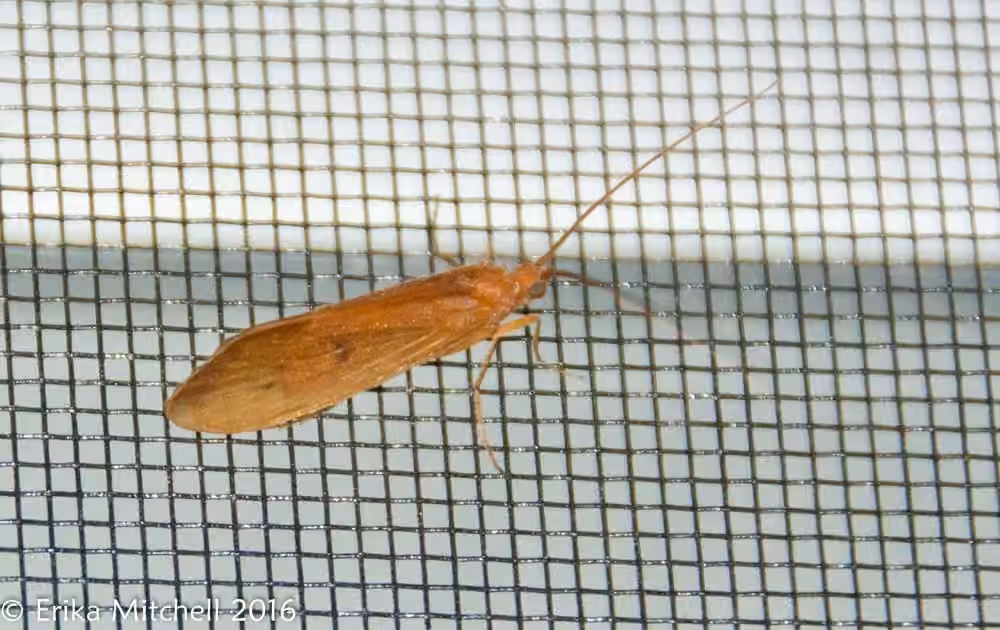 Limnéphile unicolore, photo 2 sur 5