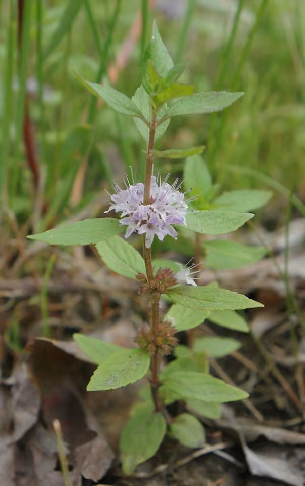 Menthe du Canada, En fleurs