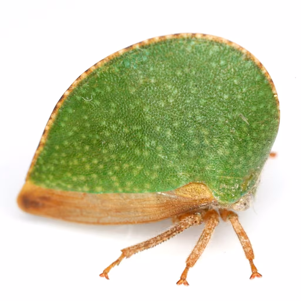 Archasia auriculata, photo 1 sur 5