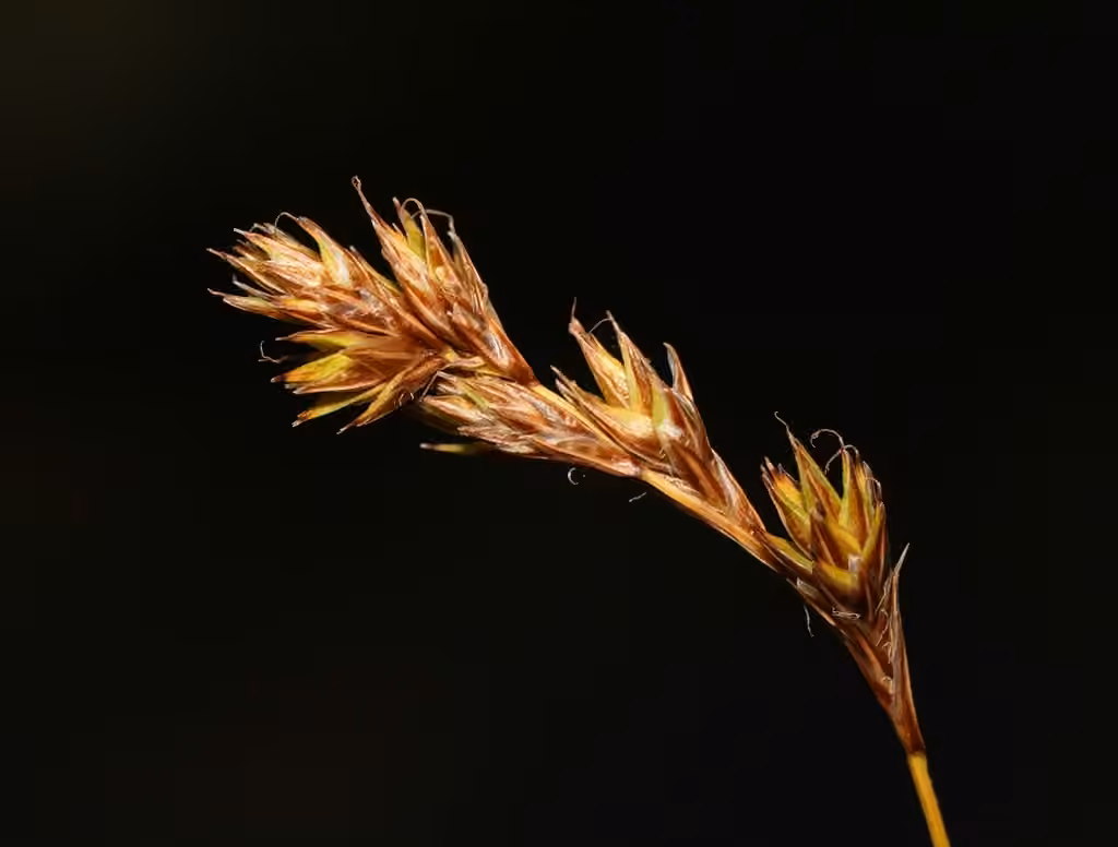 Carex des prés, En fruits