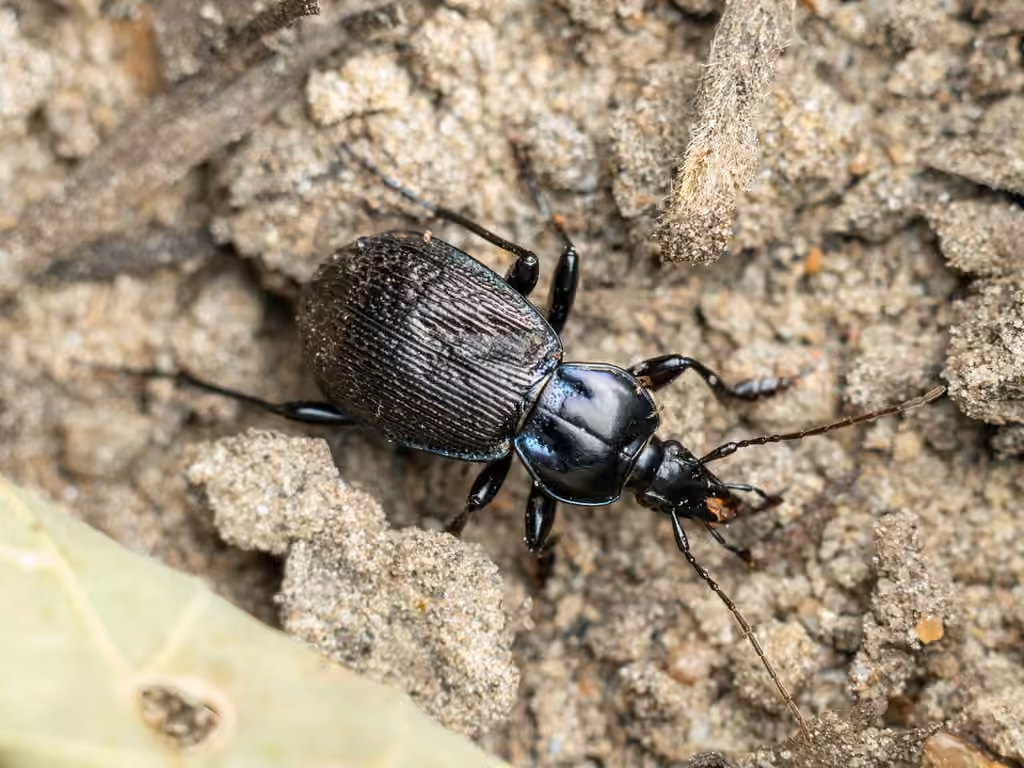 Small Snail-eating Ground Beetle, photo 3 of 5