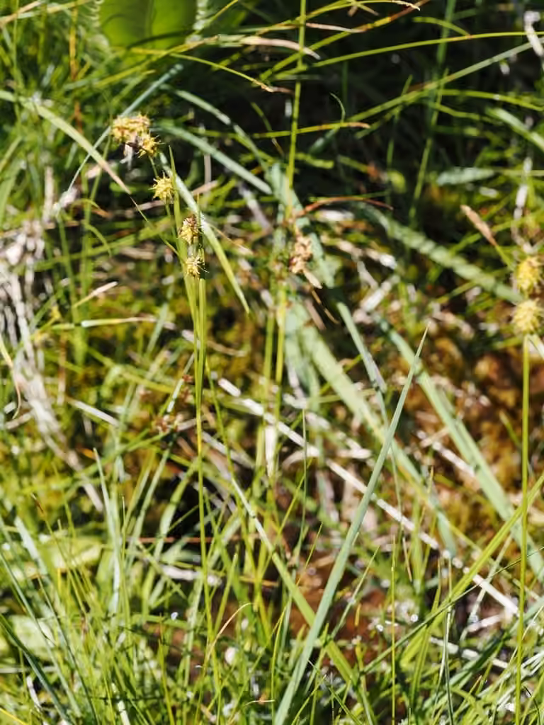Carex écailleux, En fruits