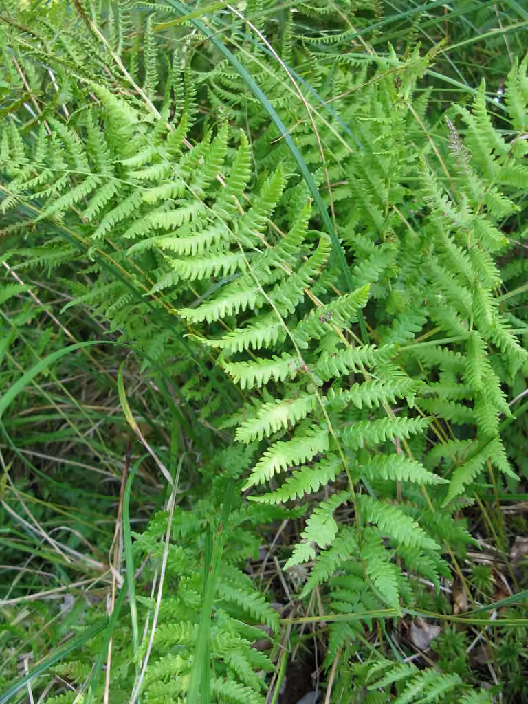 Thélyptère simulatrice