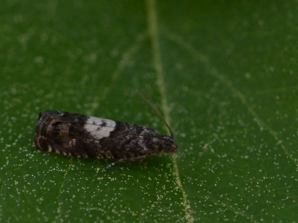 Pammene perstructana, Adult