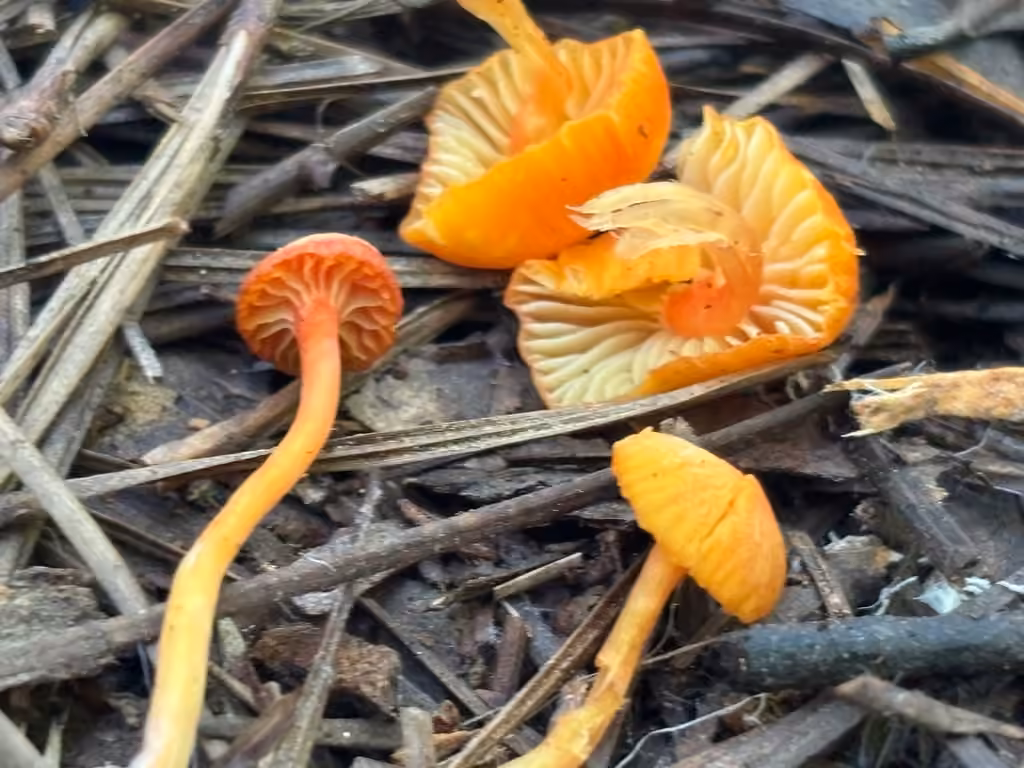 Hygrocybe grêle, photo 3 sur 5