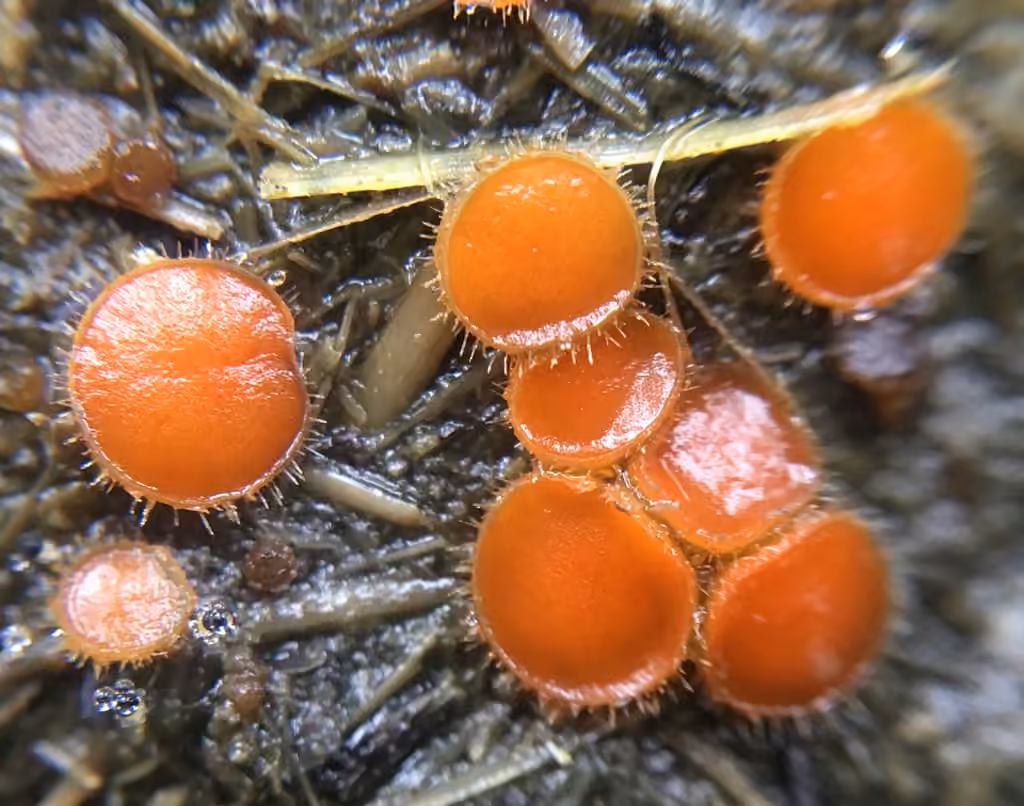 Cheilymenia stercorea, photo 1 of 5