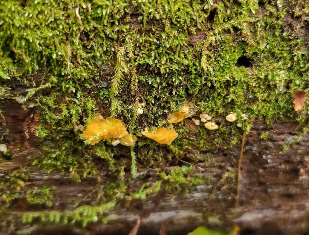 Dacrymyces corticioides, photo 3 sur 5