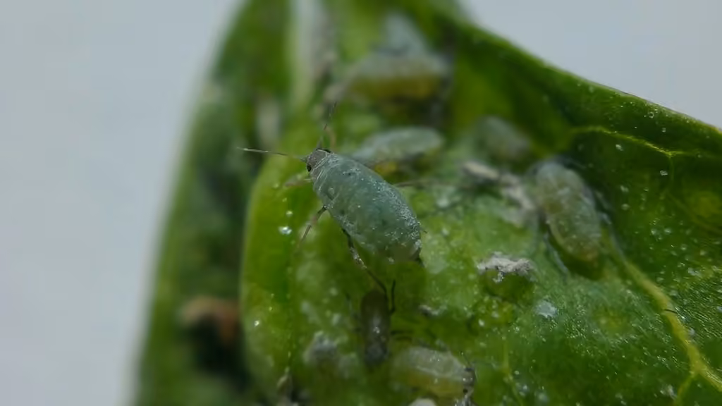 Chenopodium Aphid, photo 3 sur 5