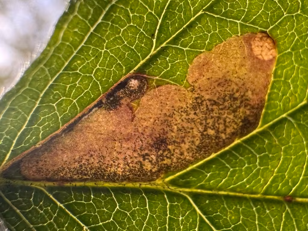 Ectoedemia rubifoliella, photo 3 of 5