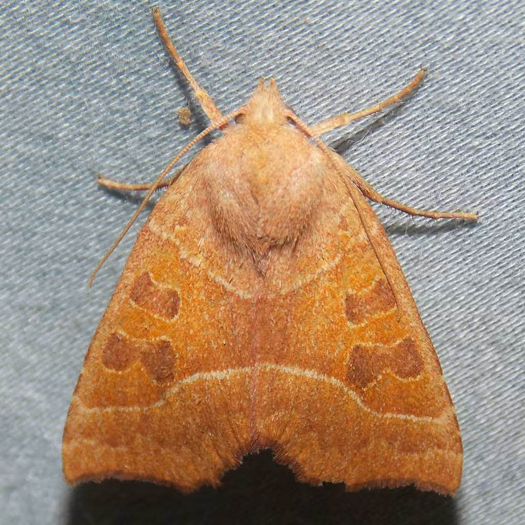 Scalloped Sallow, photo 1 of 5