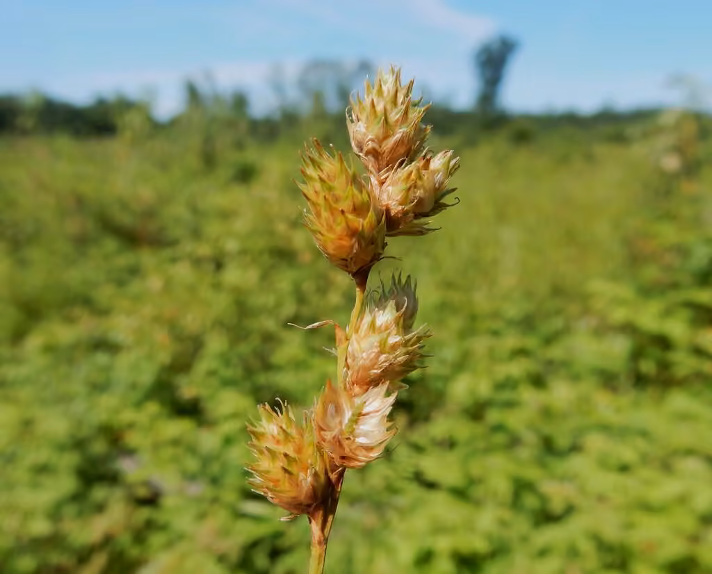 Fernald's sedge, In fruit