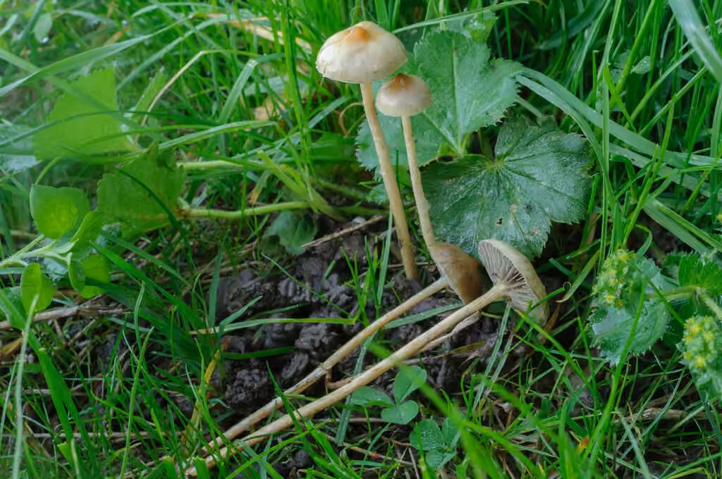 Psilocybe umboné, photo 3 sur 5