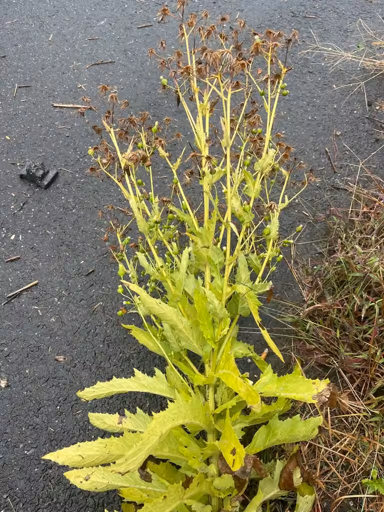 Érechtite à feuilles d'épervière, En fruits