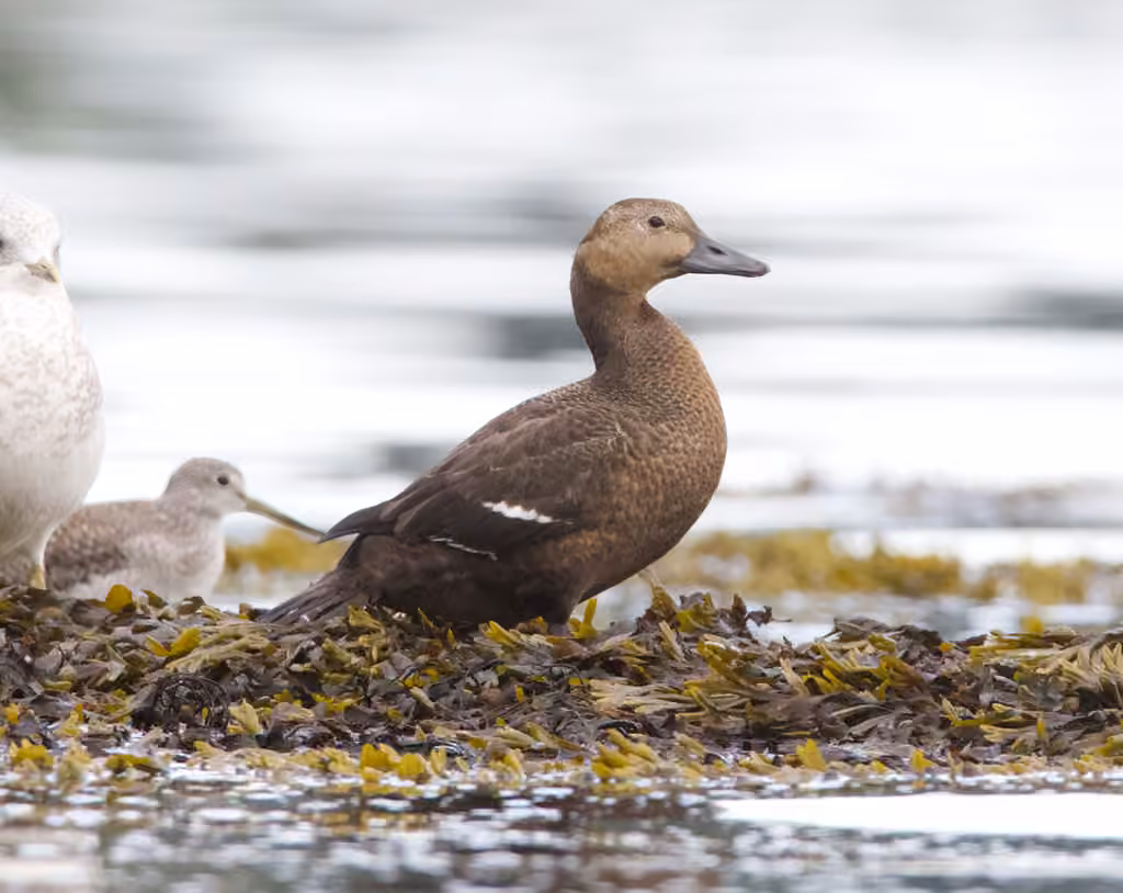 Steller's Eider, photo 1 of 5
