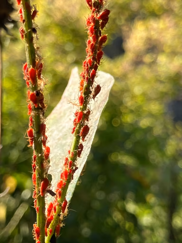 Goldenglow aphid, photo 3 of 5