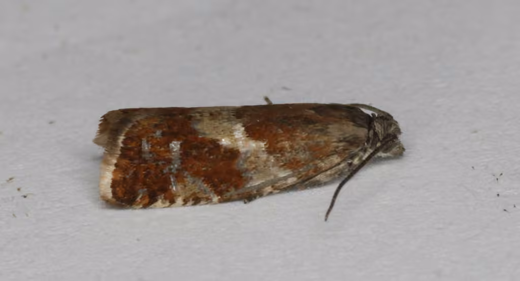 Willow Tortrix Moth, photo 3 of 5