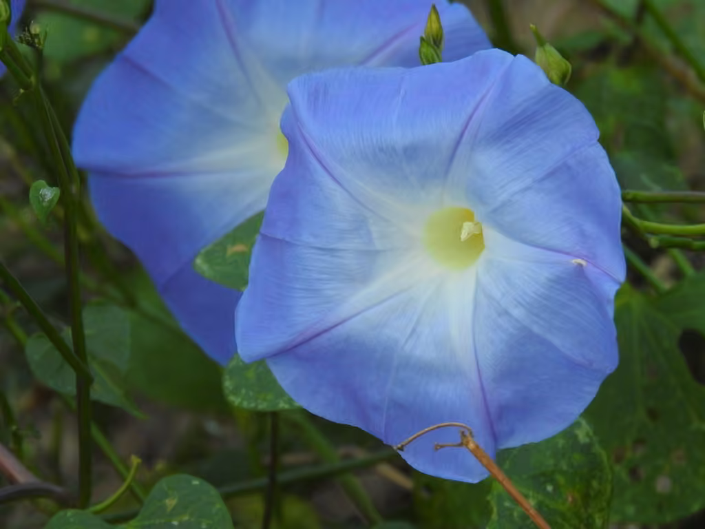 Grannyvine