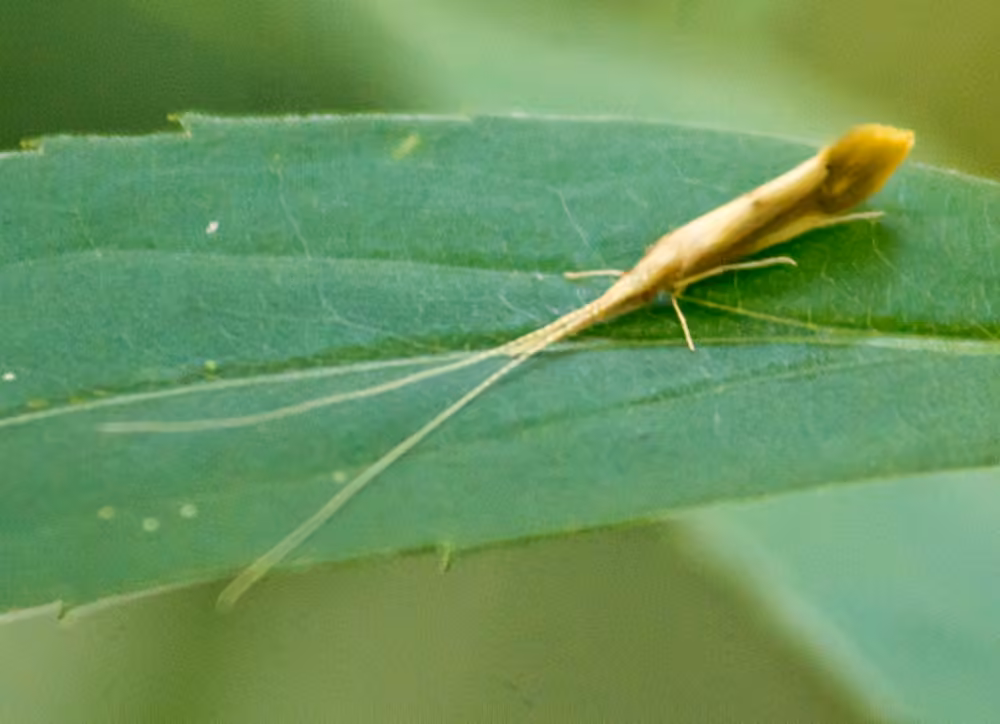 Leptocère marginé, photo 1 sur 5