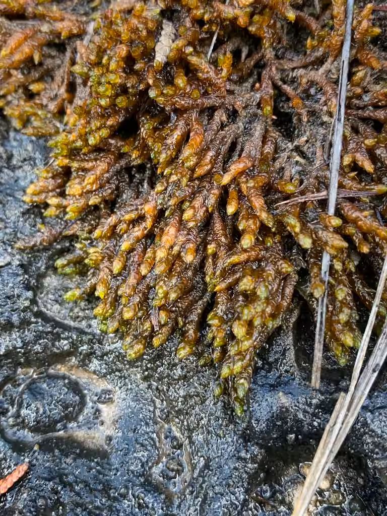 Pseudocalliergon turgescent, photo 1 sur 5