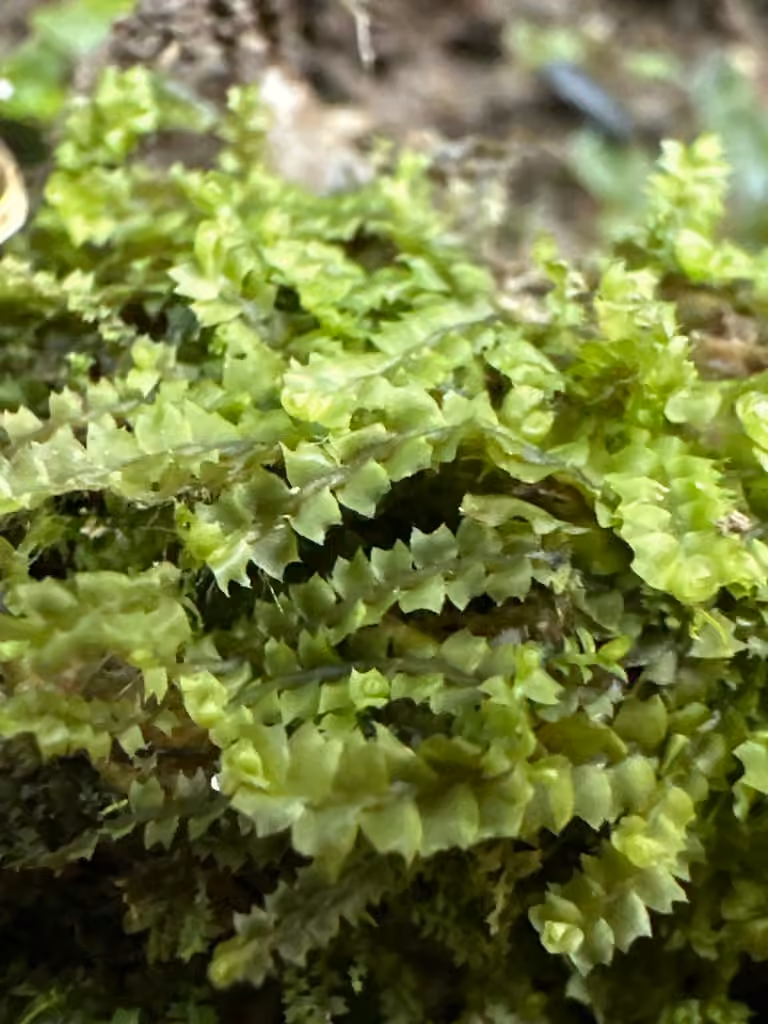 Lophozie à collier