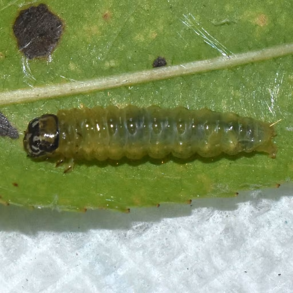 Framinghamia helvalis, Chenille