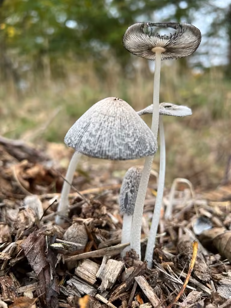 Coprin pied-de-lièvre, photo 3 sur 5