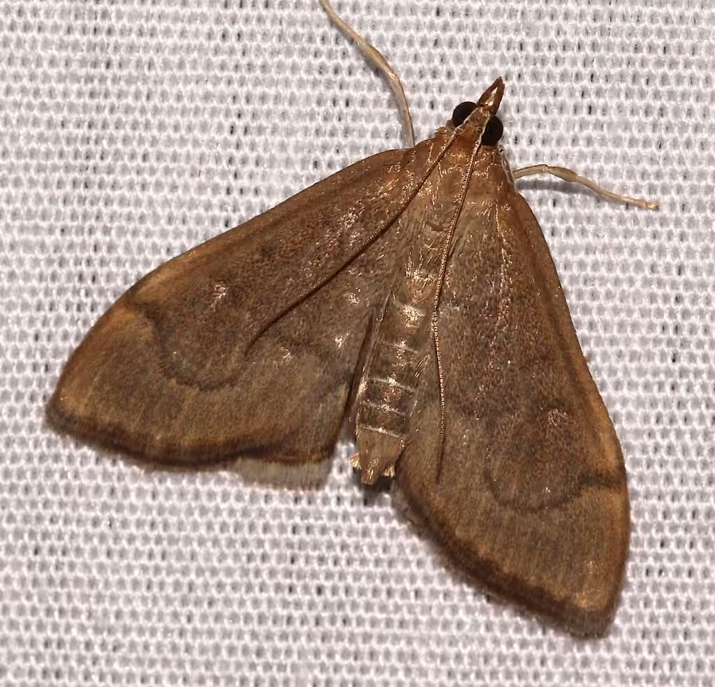 Anania mysippusalis