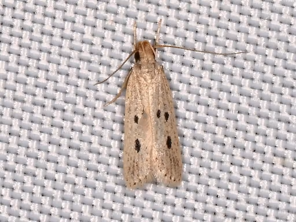 Helcystogramma melanocarpa, Adult