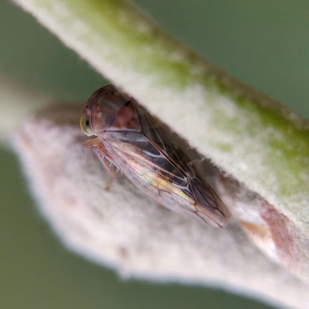 Leafhopper, Femelle