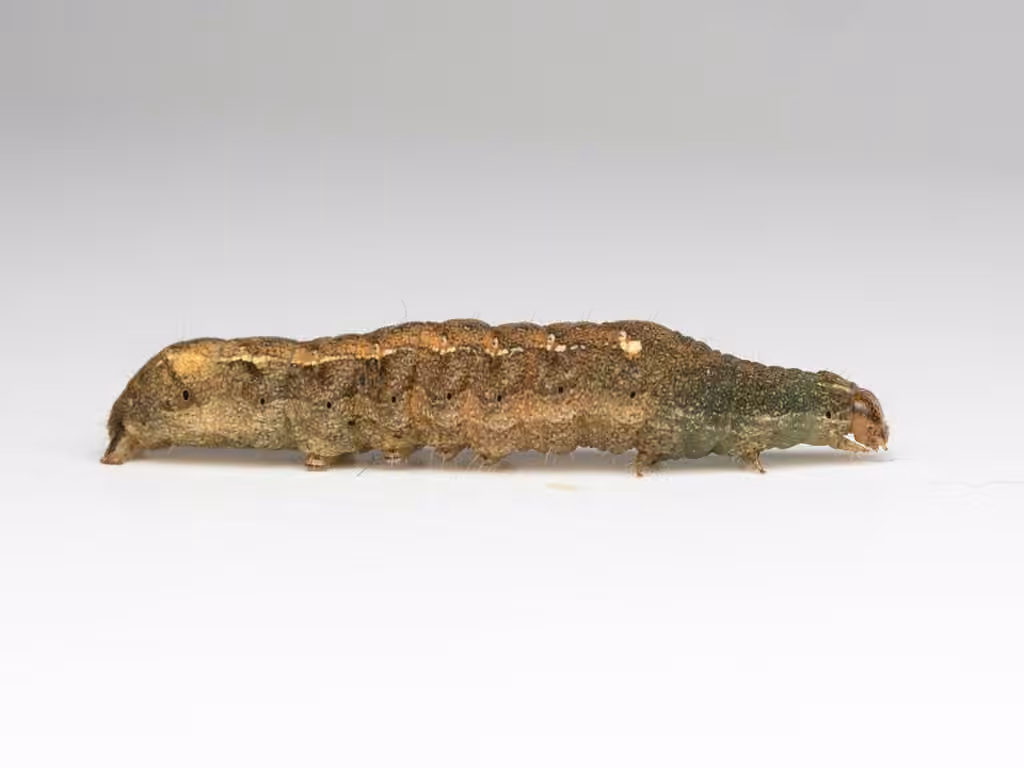 Small Brown Quaker, Caterpillar