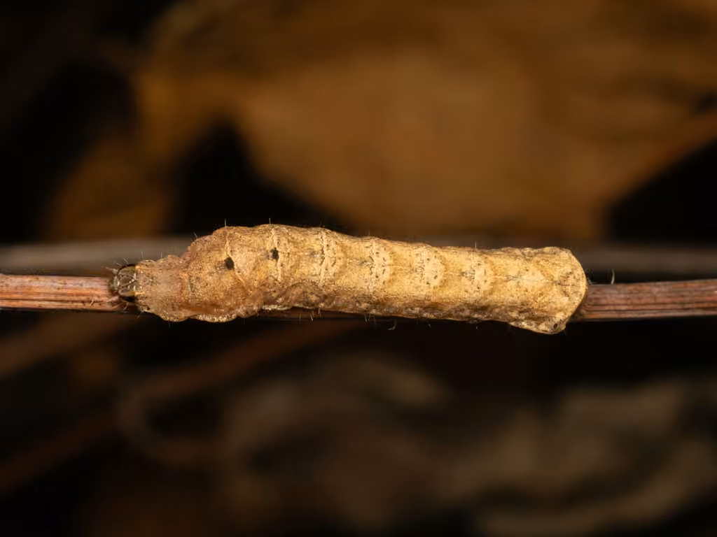 Rustic Quaker, Chenille