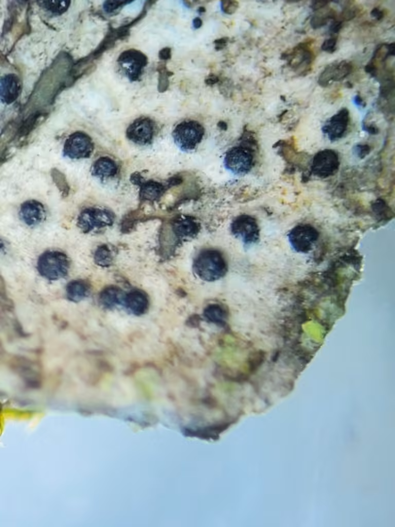 Anisoméride polypore, photo 2 sur 5