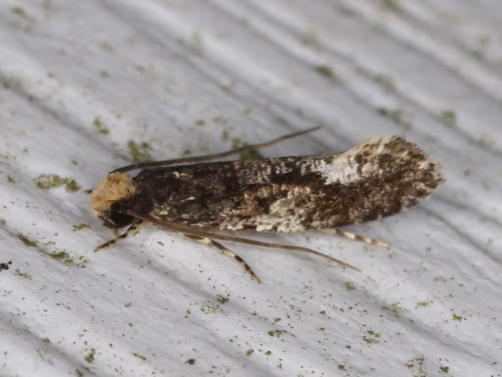 White-blotched Monopis Moth, photo 2 sur 5