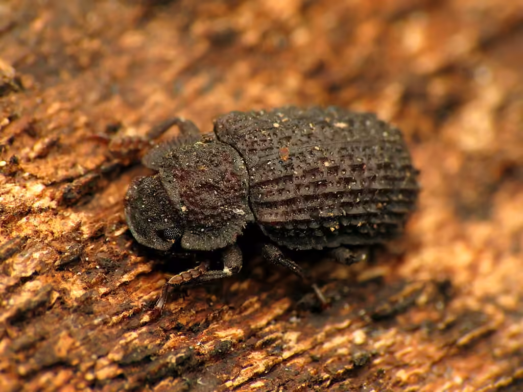 Corticolous Darkling Beetle, photo 1 of 5