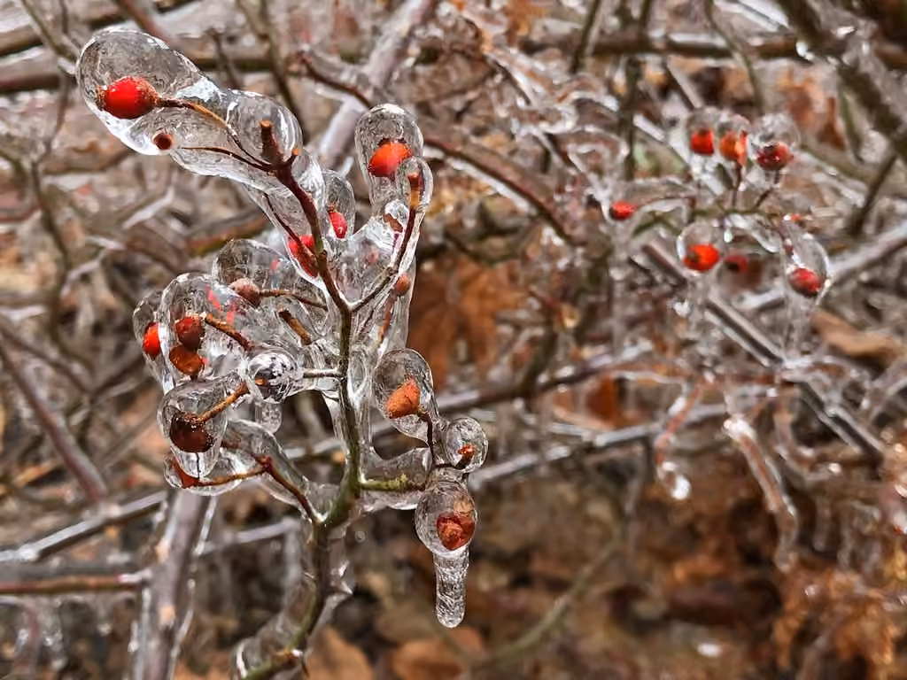 Multiflora rose, In fruit