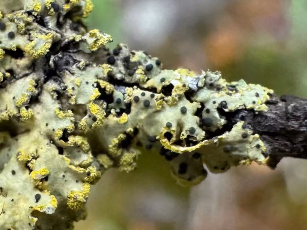 Abrothallus peyritschii, photo 2 of 5