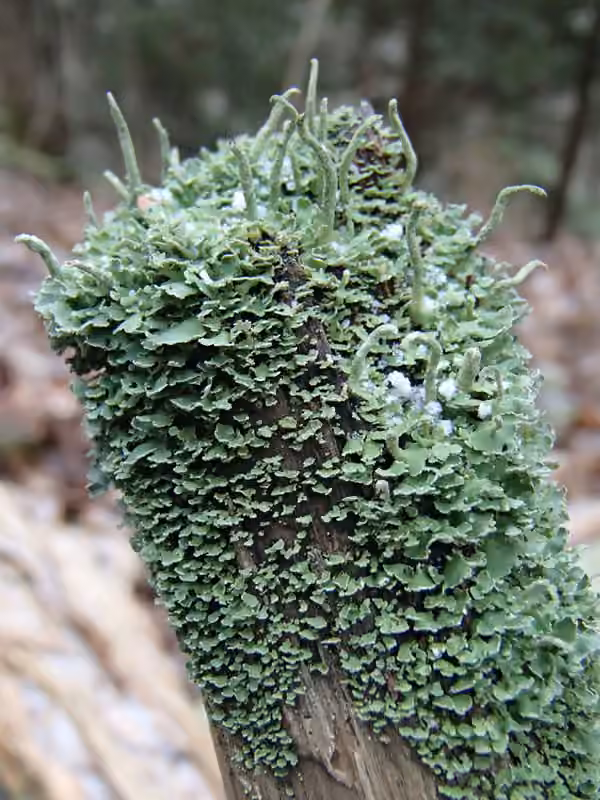 Cladonie poudrière, photo 1 sur 5